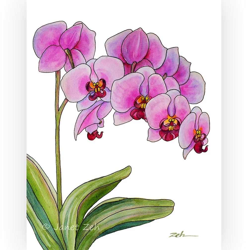 Орхидея маркерами