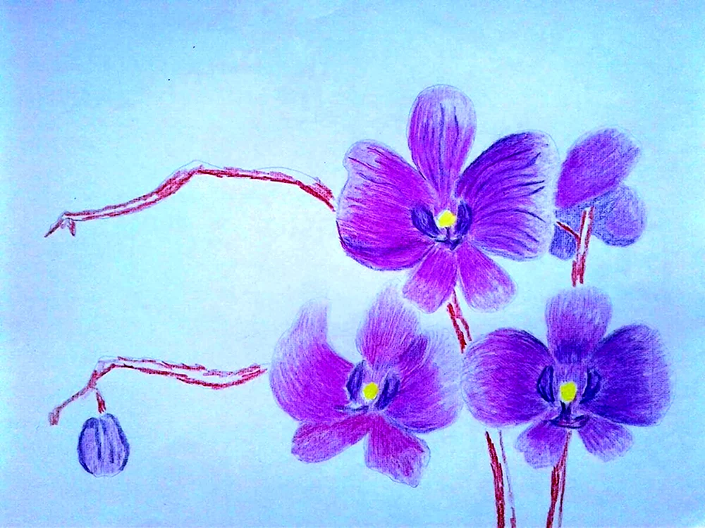 Орхидея нарисовать ребенку
