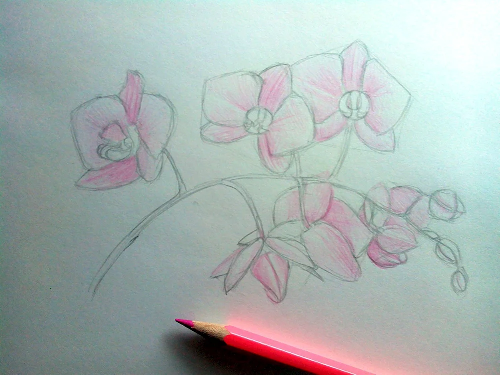 Орхидея рисование поэтапно