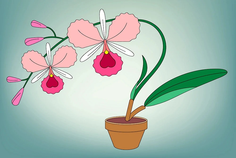 Орхидея рисунок