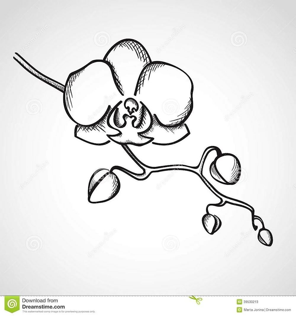 Орхидея рисунок легкий