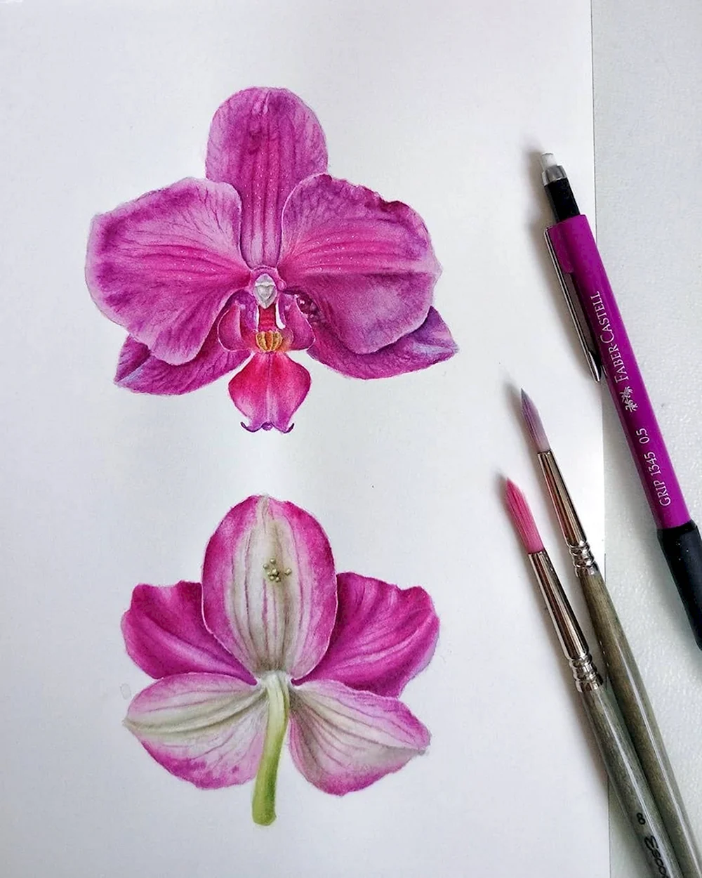 Орхидея цветными карандашами