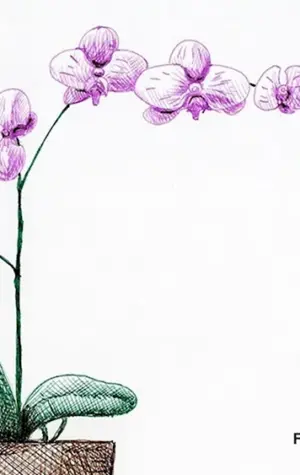 Орхидея в горшке рисунок