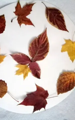 Орнамент из сухих листьев