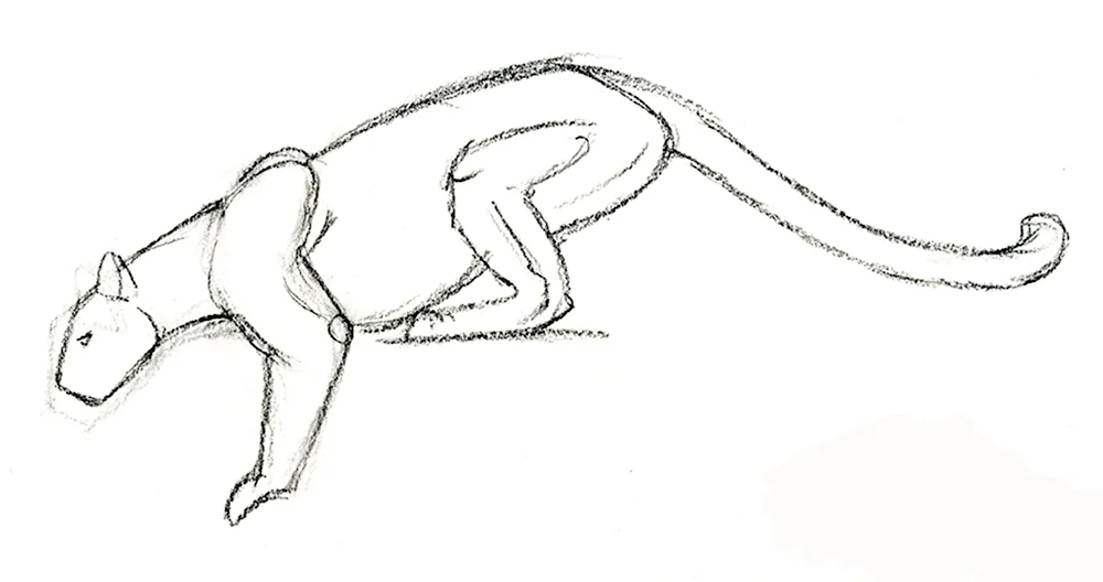 Пантера рисунок карандашом поэтапно
