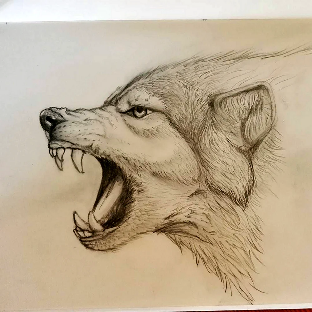 Пасть волка карандашом