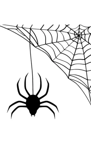 Паук на паутине рисунок