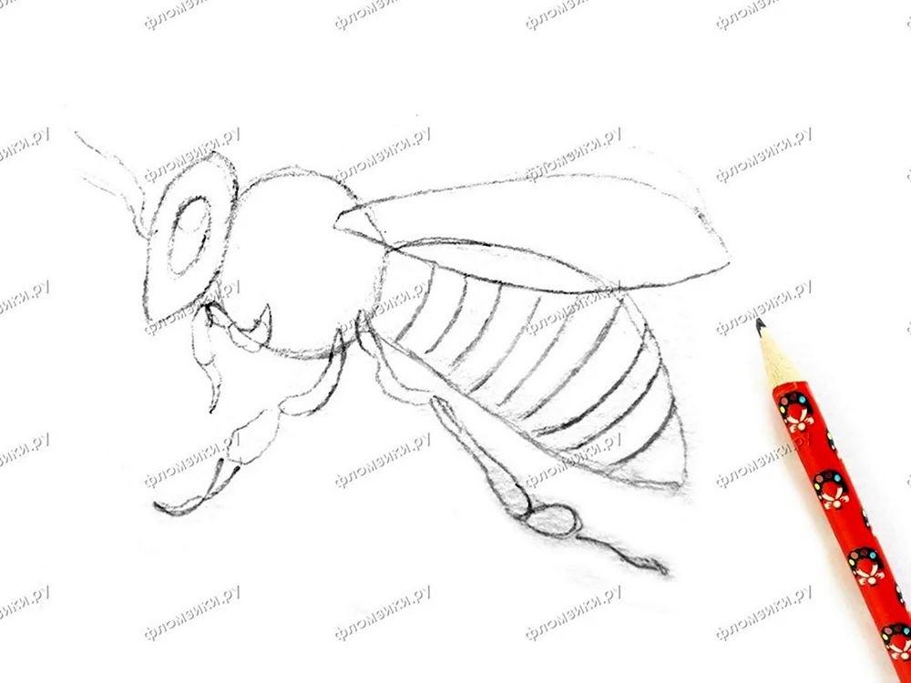 Пчела рисунок карандашом для срисовки лёгкие и красивые