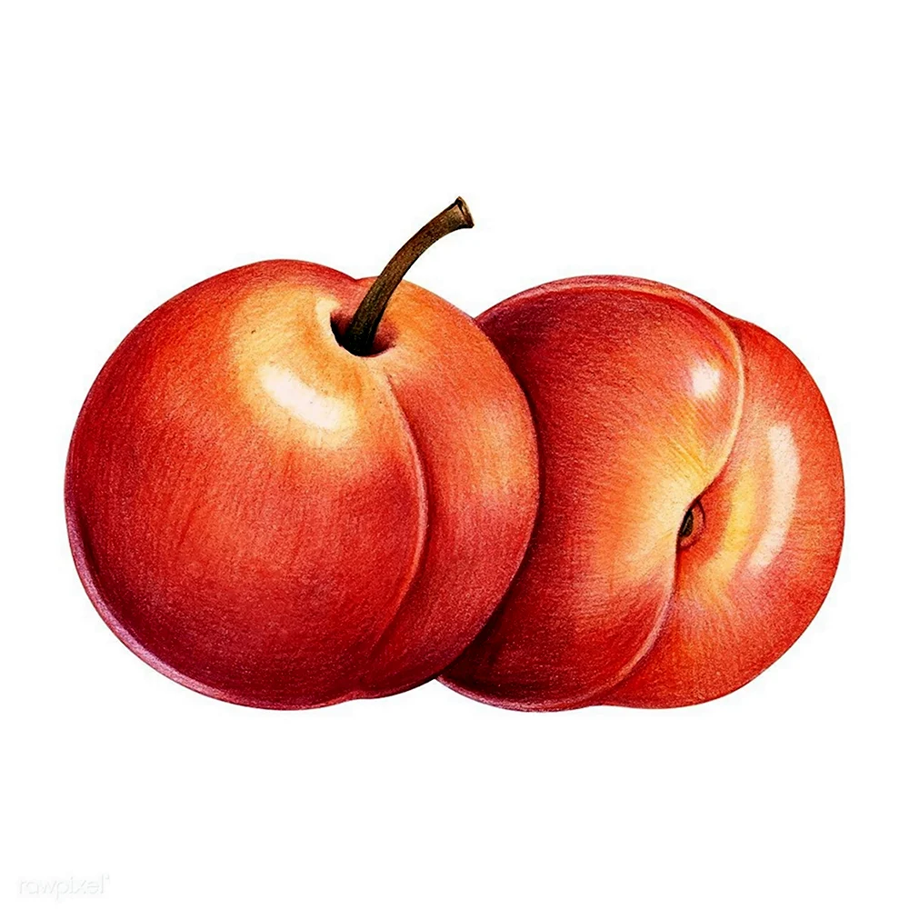 Персик для рисования