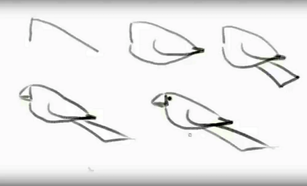 Поэтапная рисовка птицы