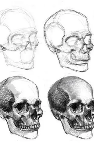 Поэтапное рисование черепа