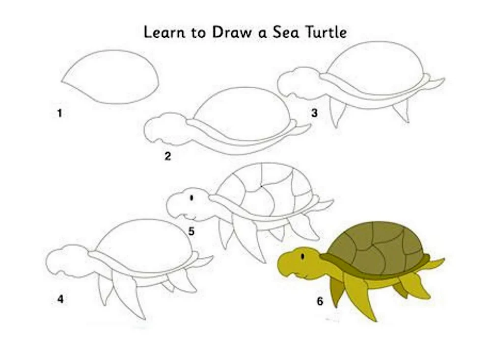 Поэтапное рисование черепахи
