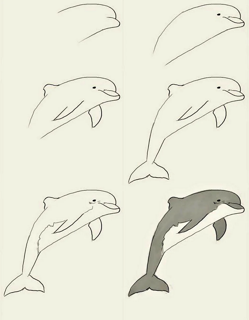 Поэтапное рисование дельфина