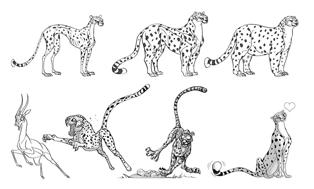 Поэтапное рисование гепарда