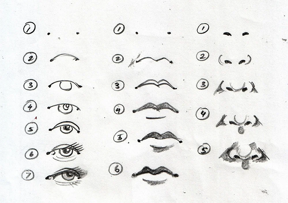 Поэтапное рисование глаз губ носа