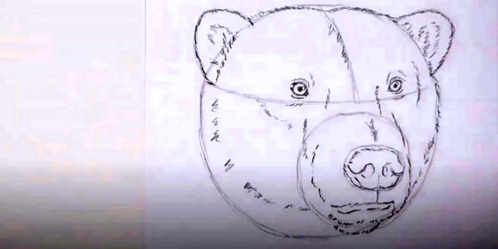 Поэтапное рисование головы медведя