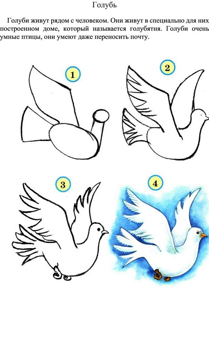 Поэтапное рисование голубя