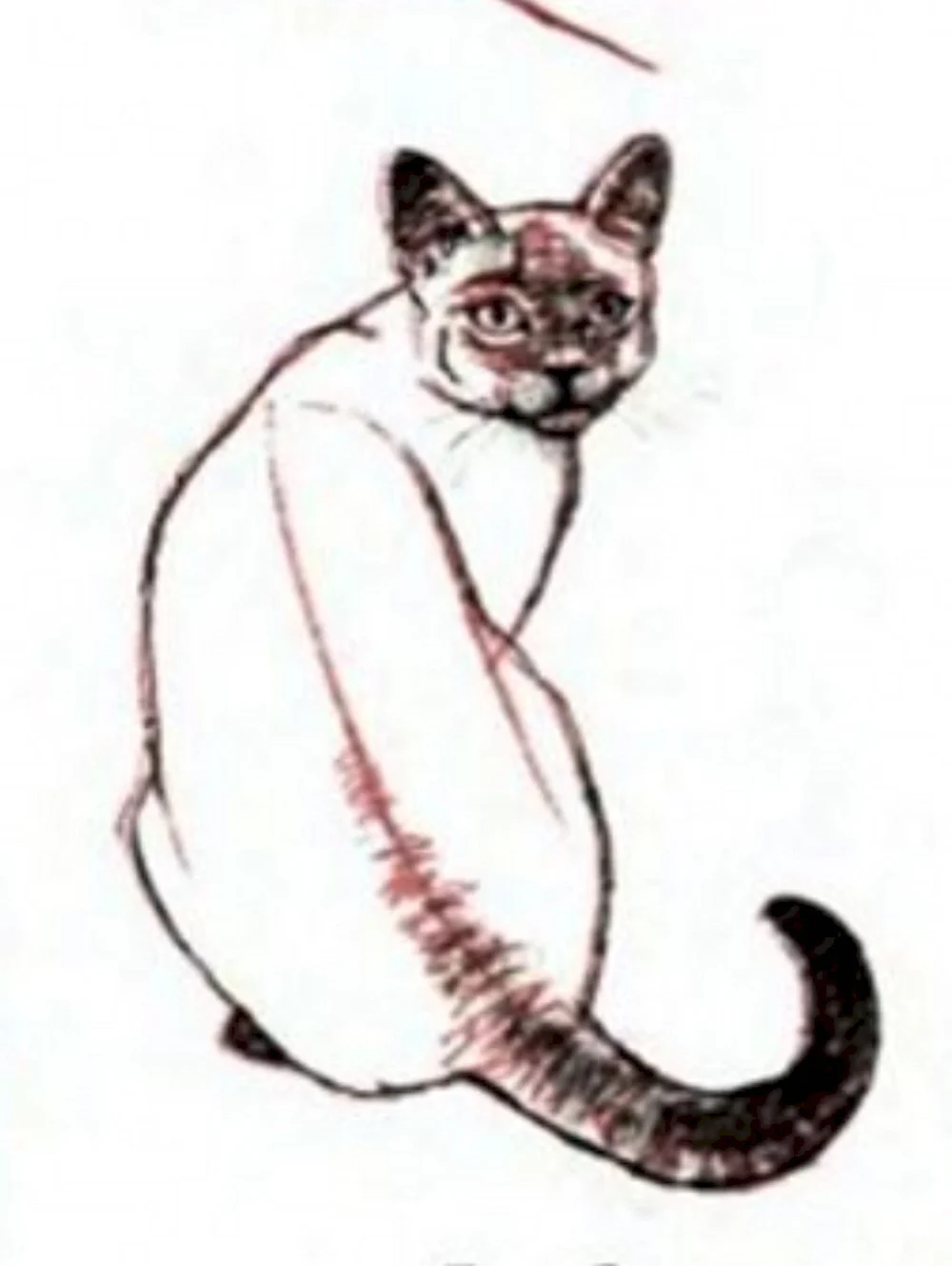Поэтапное рисование карандашом сиамский кот
