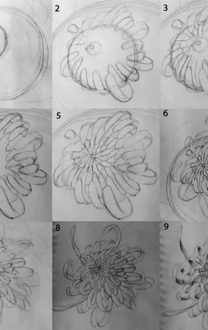 Поэтапное рисование хризантемы