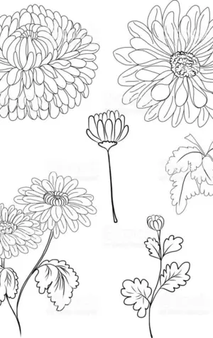 Поэтапное рисование хризантемы для детей