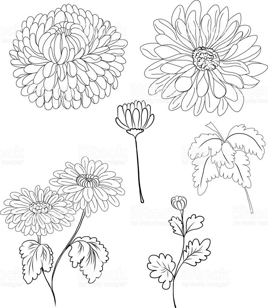 Поэтапное рисование хризантемы для детей