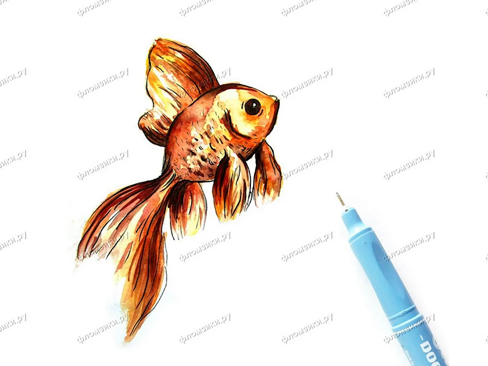Поэтапное рисование хвост золотой рыбки