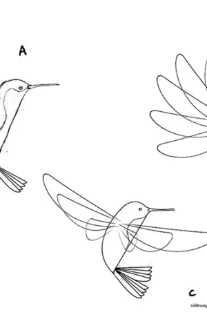 Поэтапное рисование Колибри