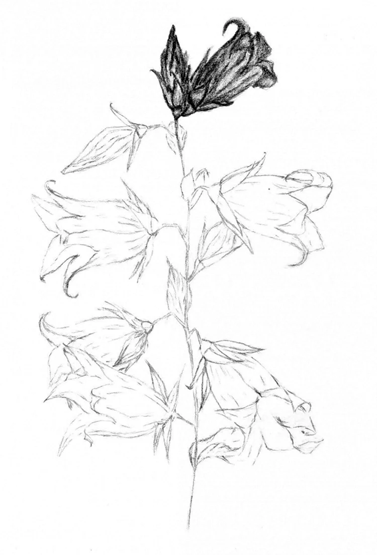 Поэтапное рисование - колокольчик цветок