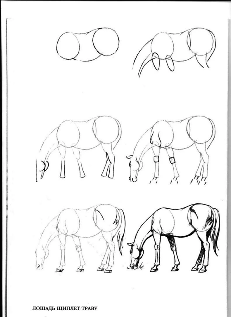 Поэтапное рисование коня
