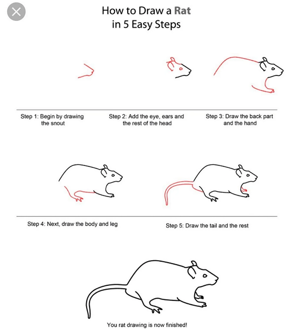 Поэтапное рисование крыса