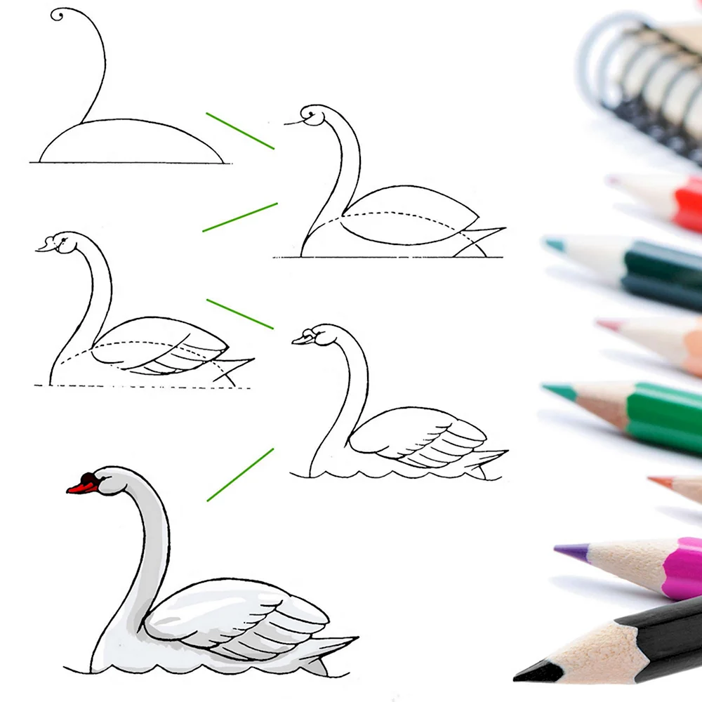 Поэтапное рисование лебедя для детей