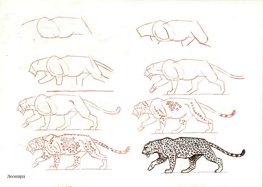 Поэтапное рисование леопарда
