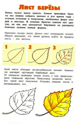Поэтапное рисование листьев березы