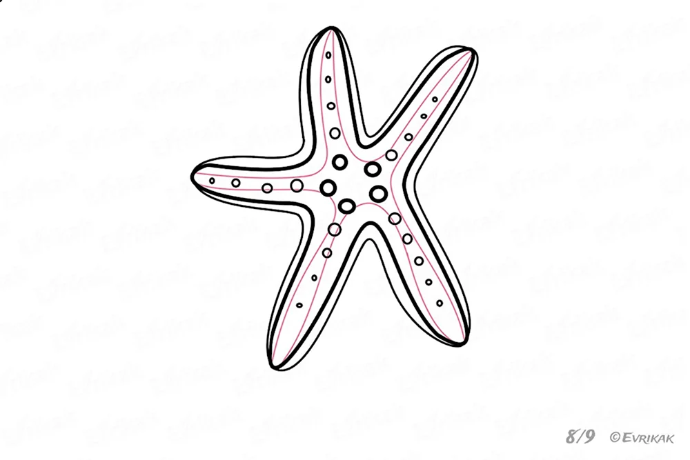 Поэтапное рисование морской звезды