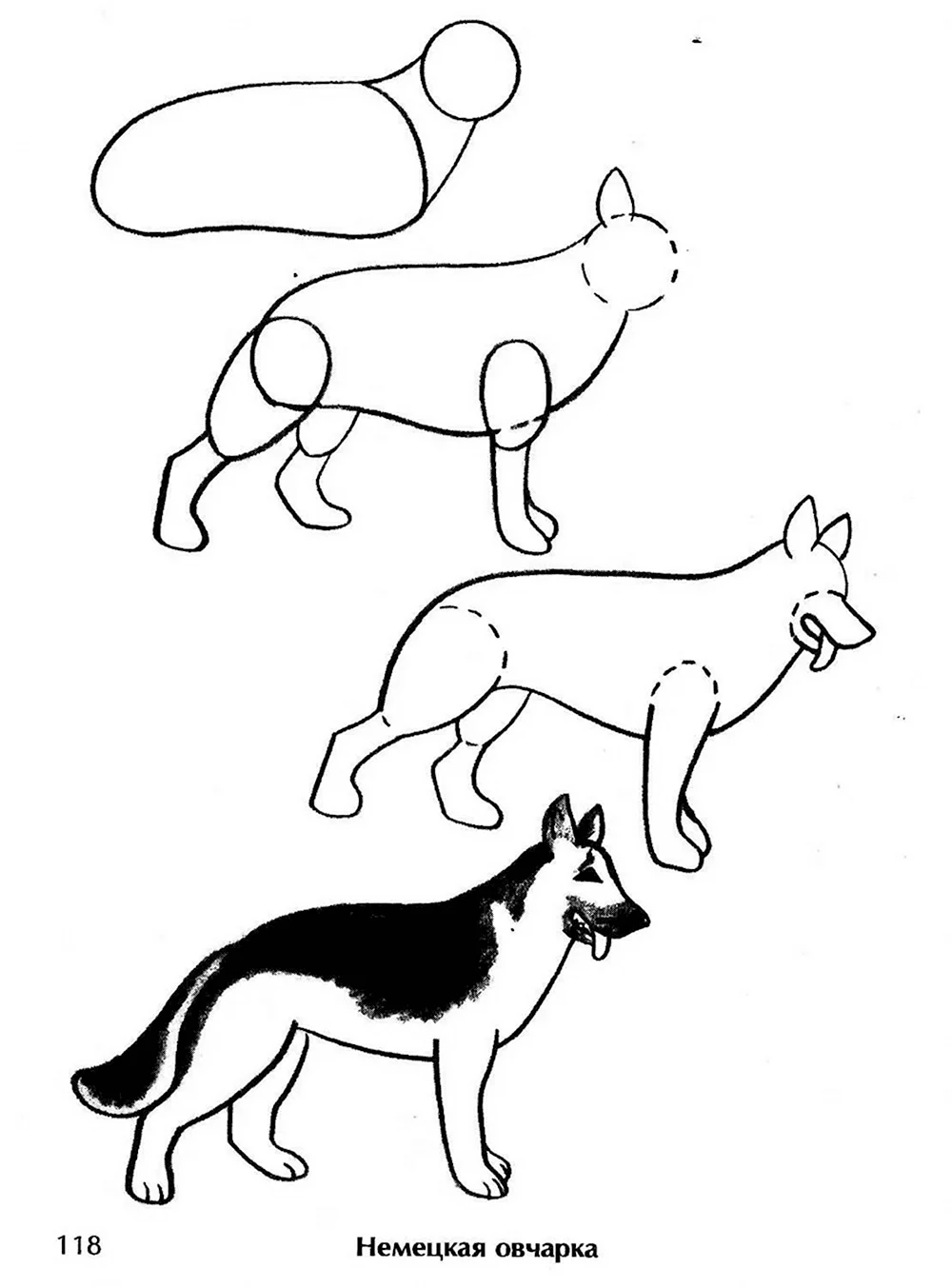 Поэтапное рисование немецкой овчарки