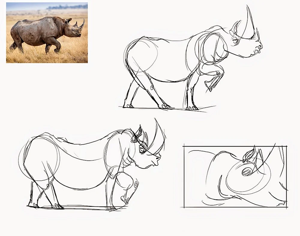 Поэтапное рисование носорога