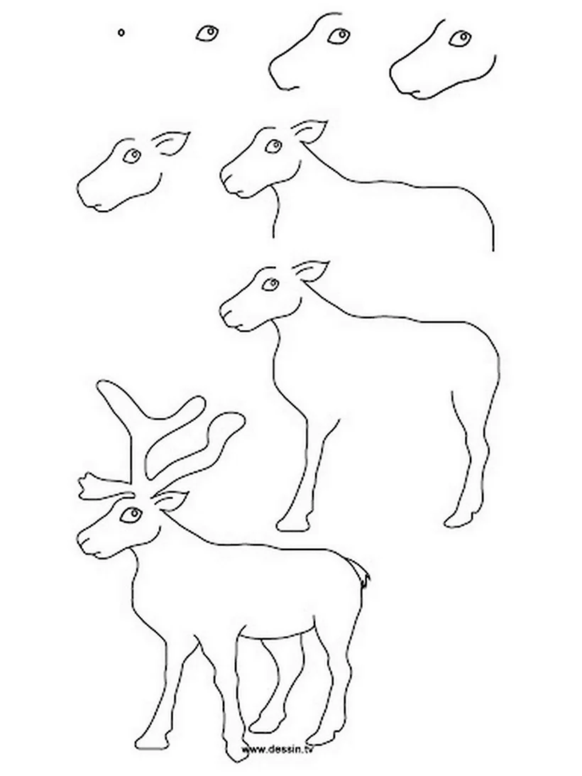 Поэтапное рисование оленя