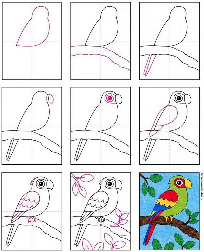 Поэтапное рисование попугая
