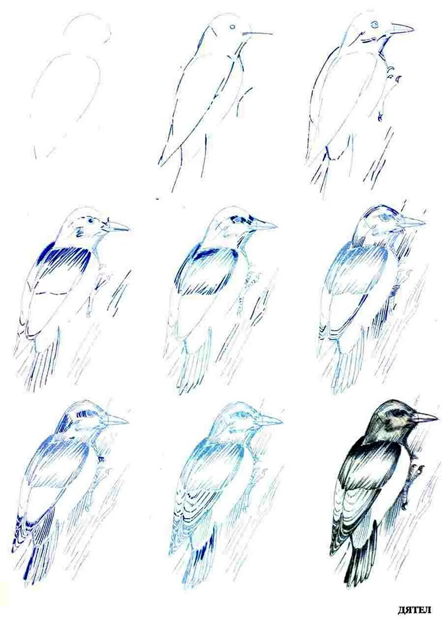 Поэтапное рисование птицы леса