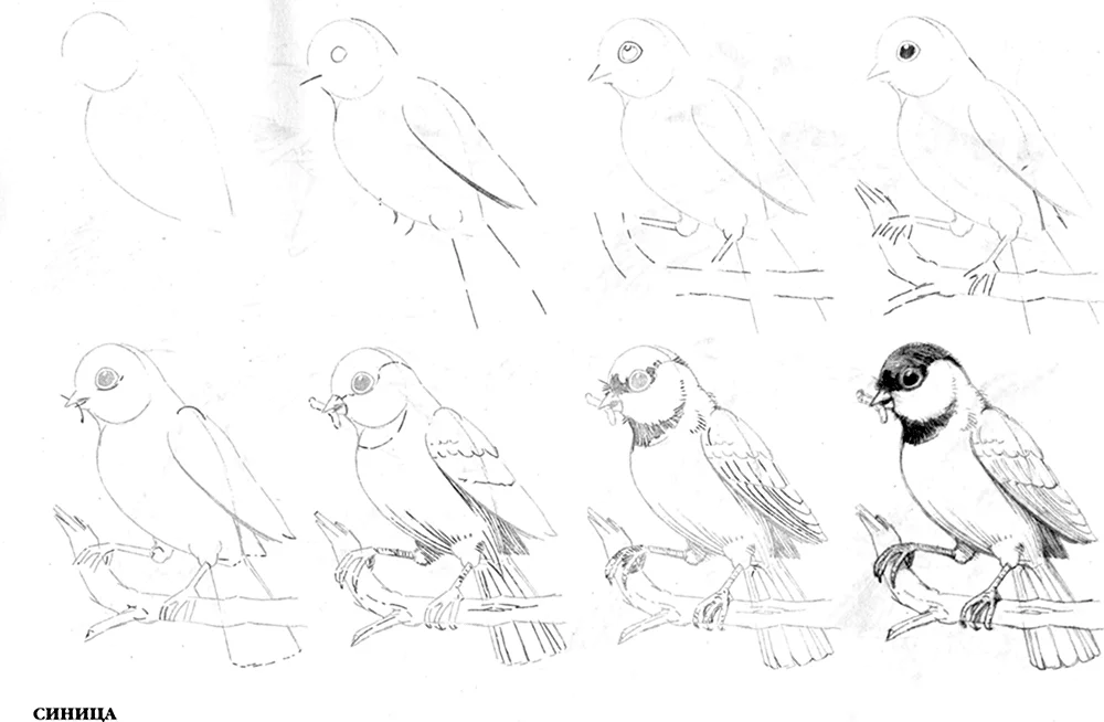 Поэтапное рисование птицы на ветке