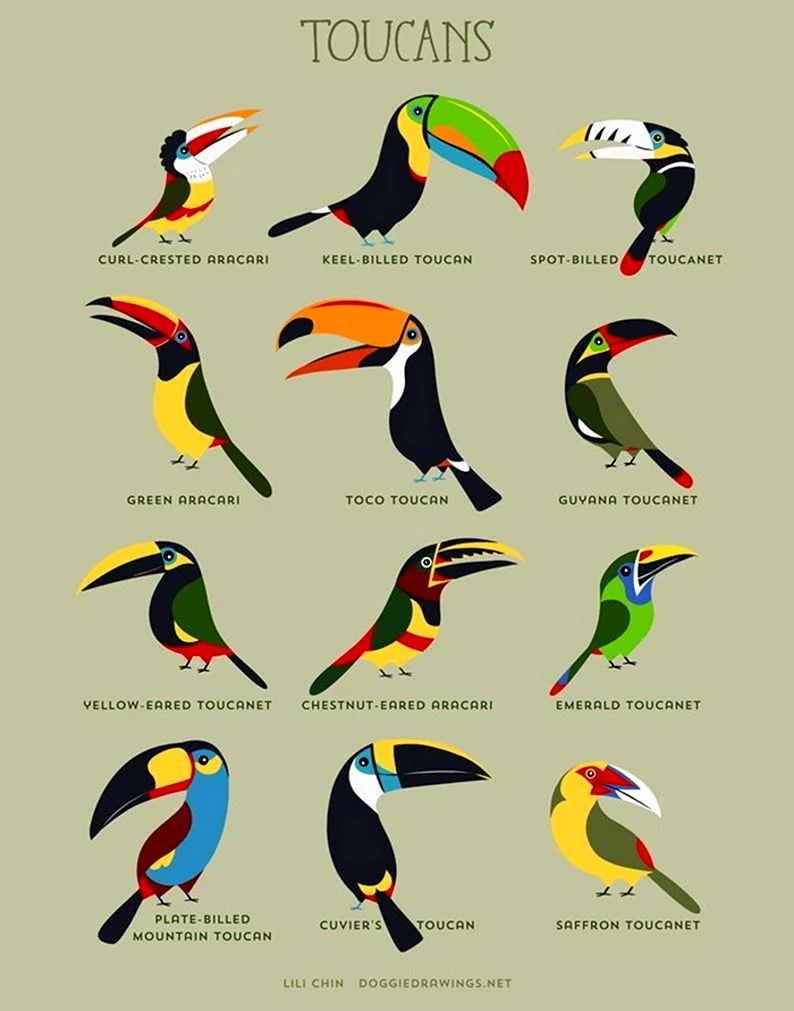 Поэтапное рисование птицы Тукан
