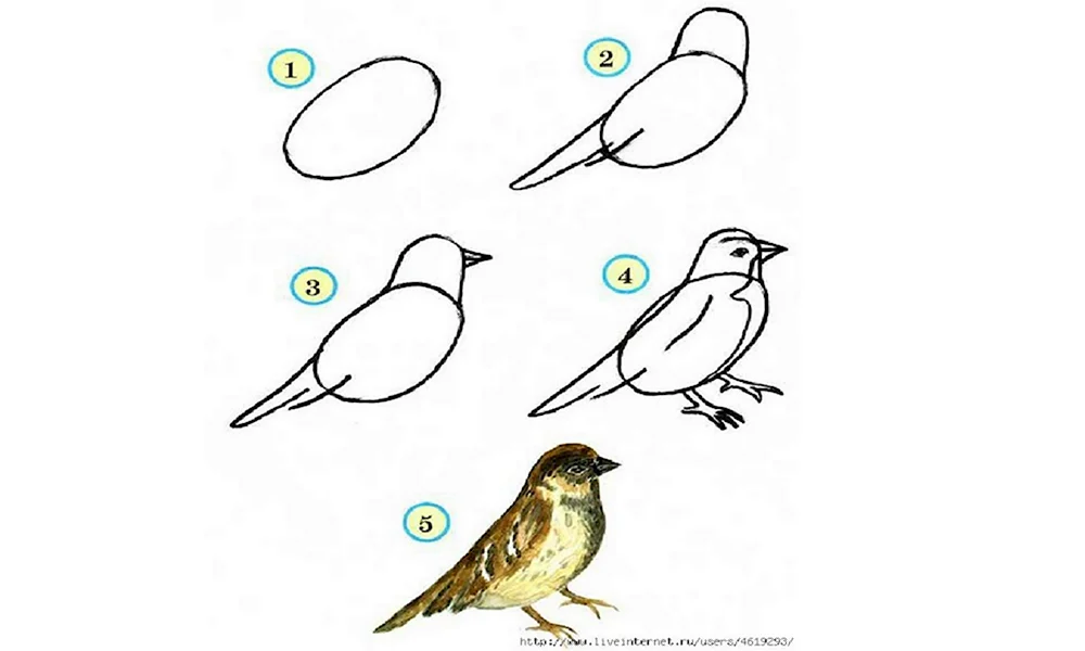 Поэтапное рисование птицы в подготовительной группе