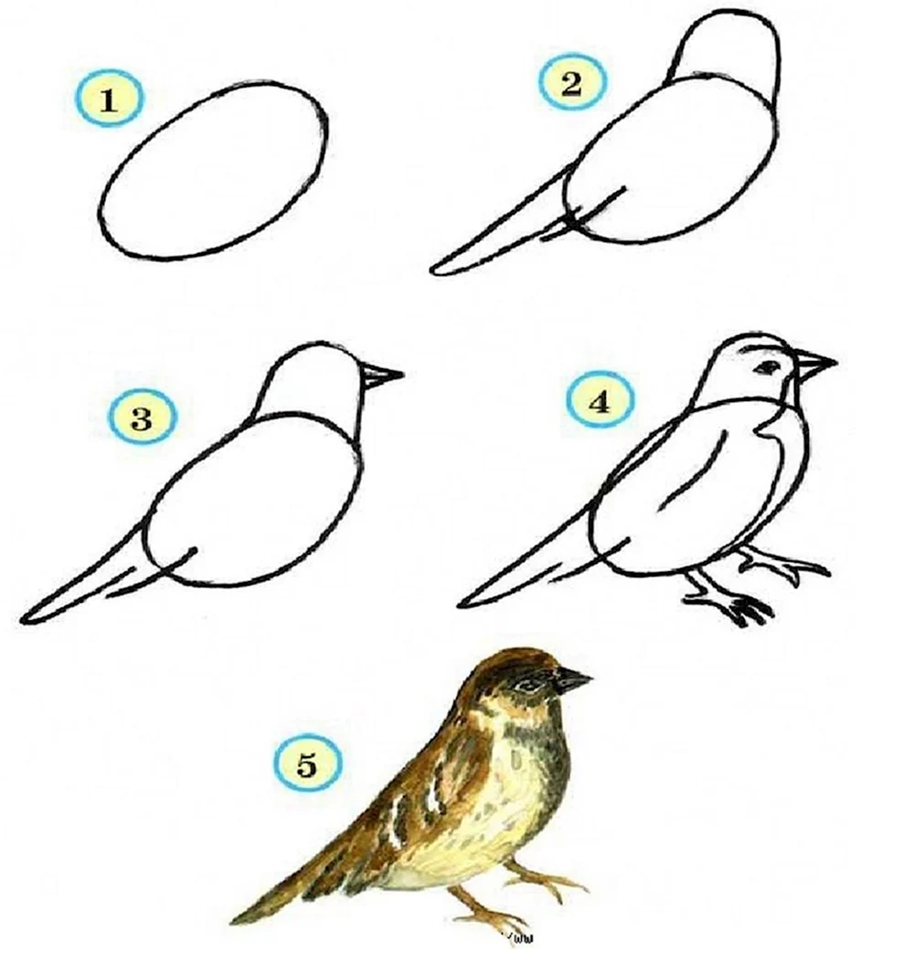 Поэтапное рисование птицы в подготовительной группе