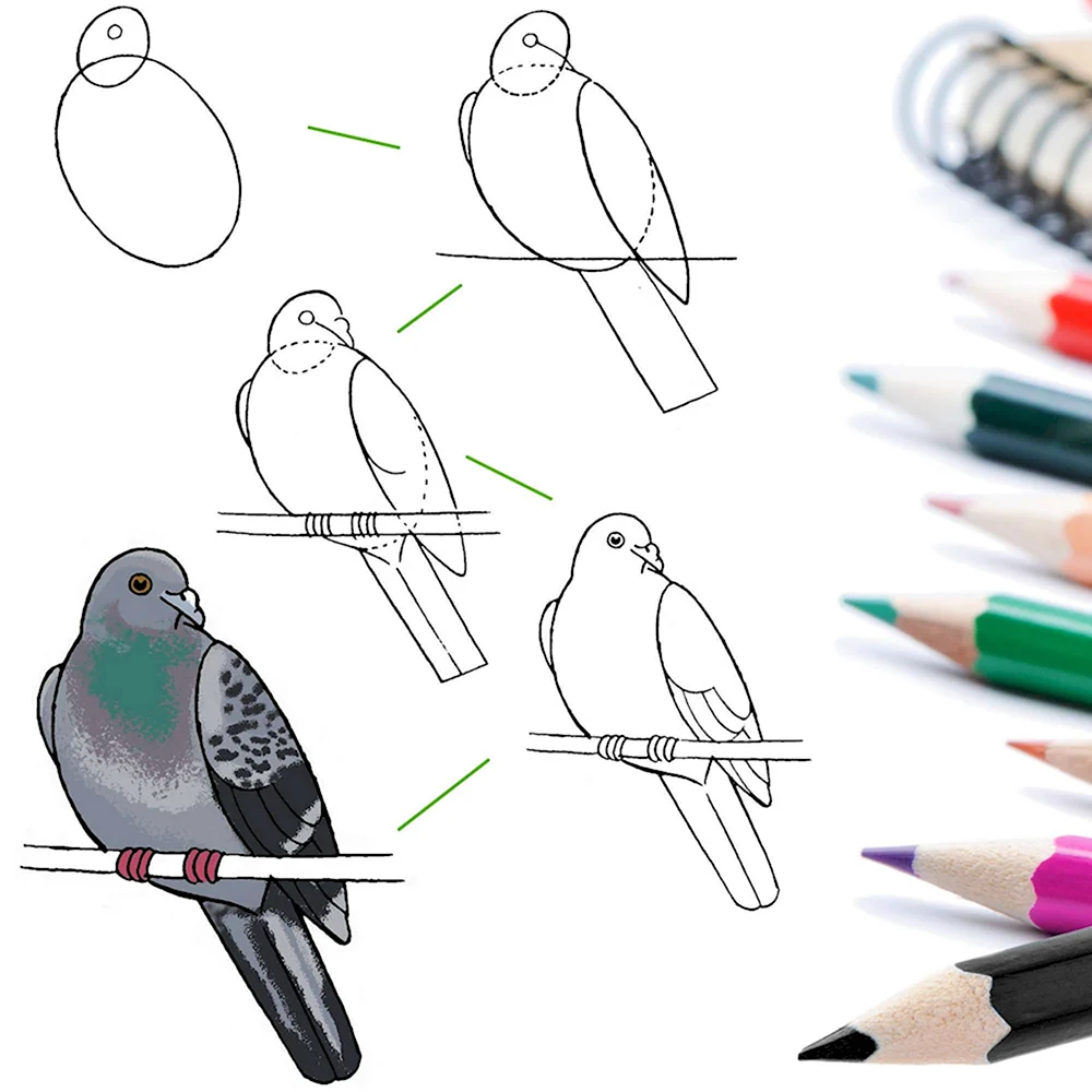 Поэтапное рисование рисования птицы