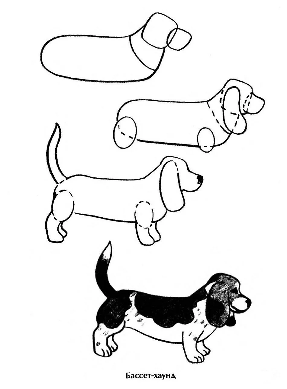 Поэтапное рисование собаки
