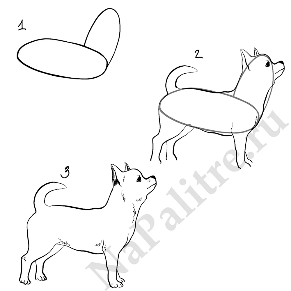 Поэтапное рисование собаки чихуахуа