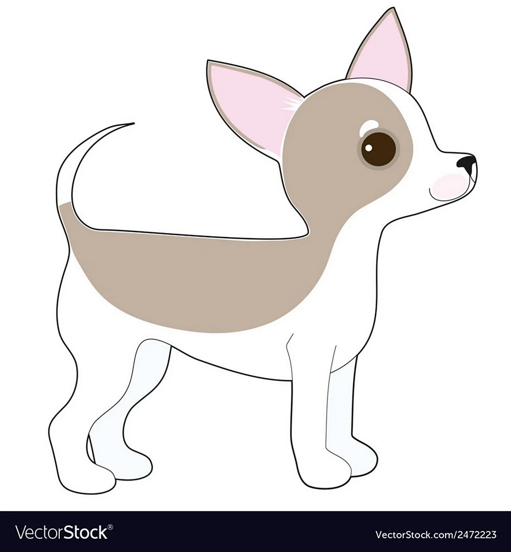 Поэтапное рисование собаки чихуахуа