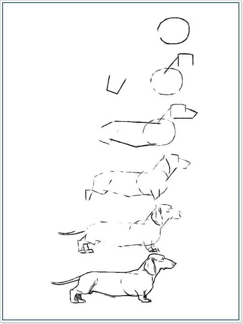 Поэтапное рисование собаки карандашом
