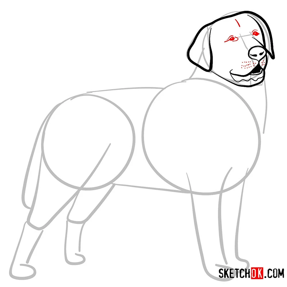 Поэтапное рисование собаки лабрадор