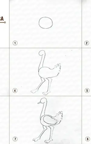 Поэтапное рисование страуса